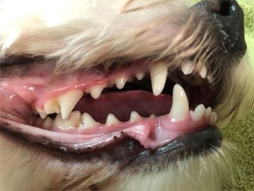 Zahnheilkunde - Kleintierpraxis Kruppke