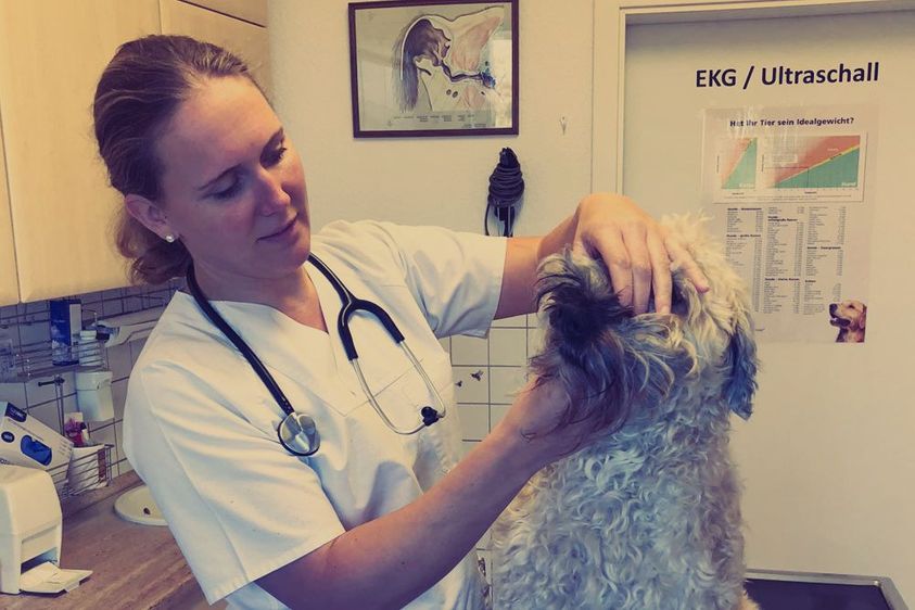 Tierärztliche Praxis für Kleintiere - weitere Behandlungen