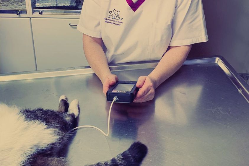 Tierärztliche Praxis für Kleintiere - Chirurgie